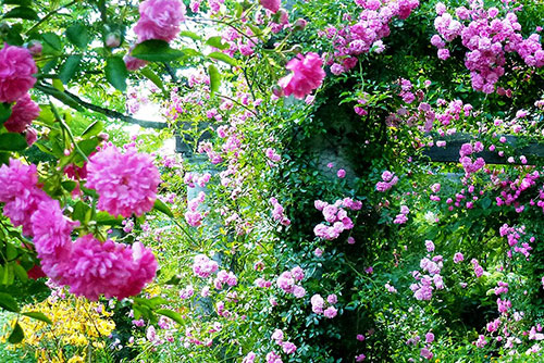 バラクライングリッシュガーデンイメージ